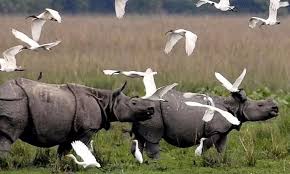 kaziranga np
