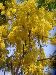 Amaltas Tree